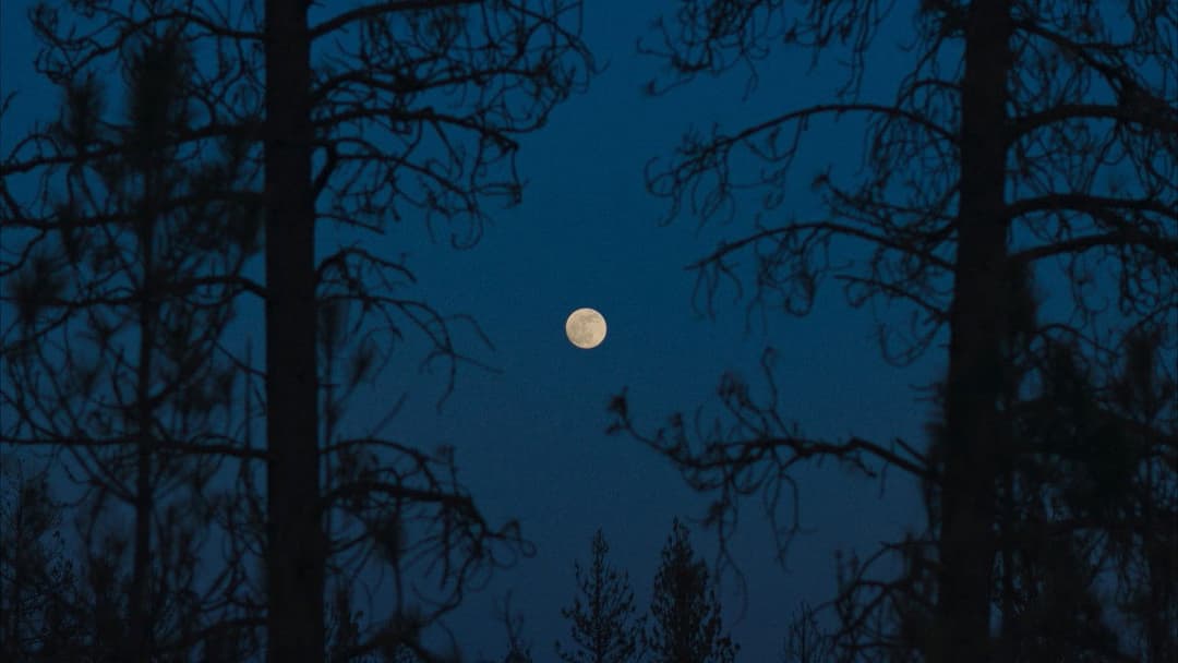 Train Dreams backdrop 19