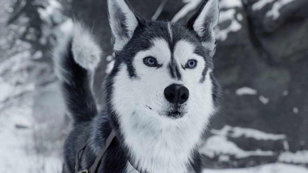 The Call of the Wild backdrop 20