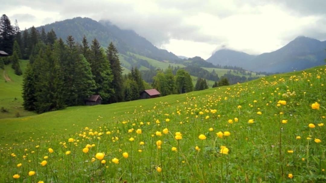 Where to Invade Next backdrop 4