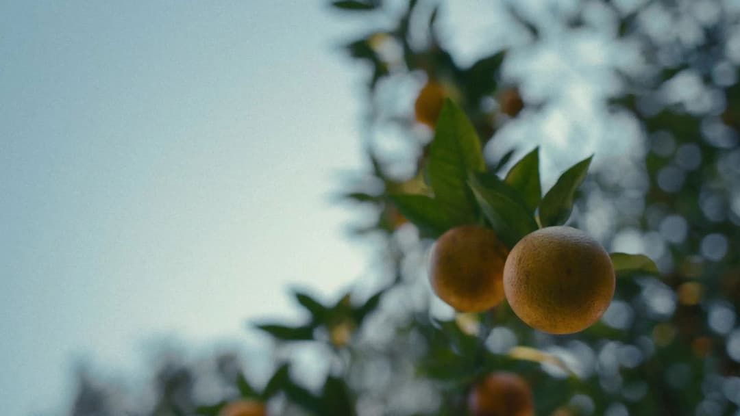 Nickel Boys backdrop 18