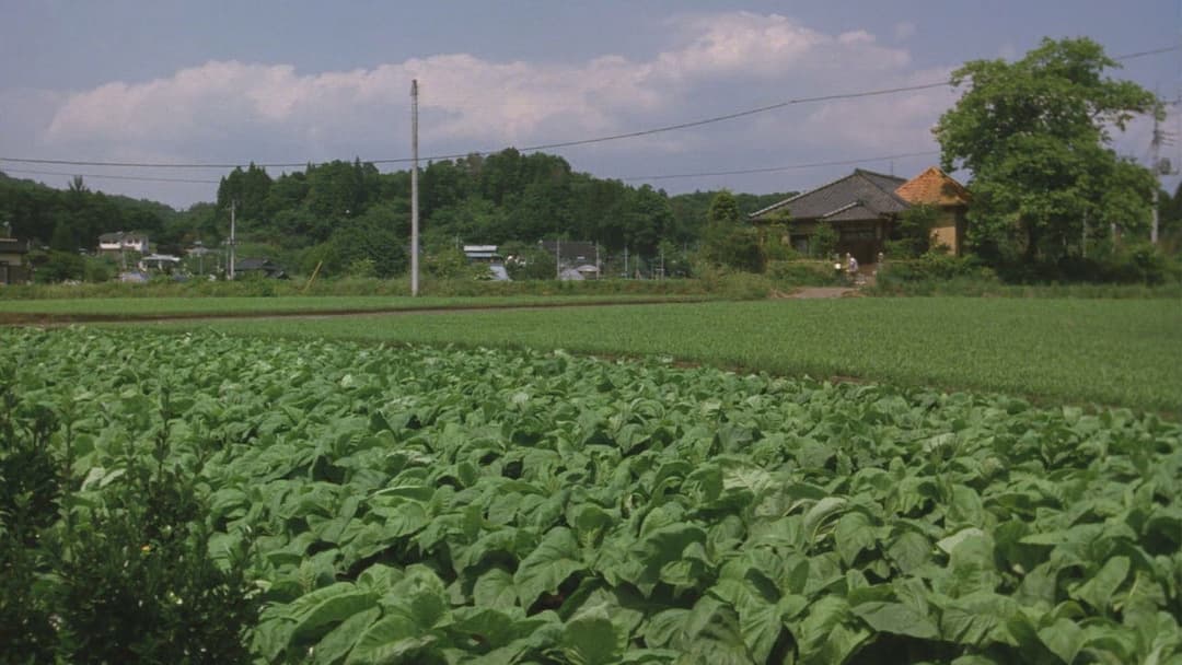 The Taste of Tea backdrop 9
