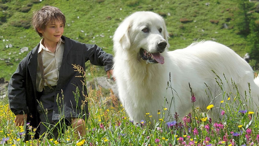 Belle and Sebastian backdrop 2