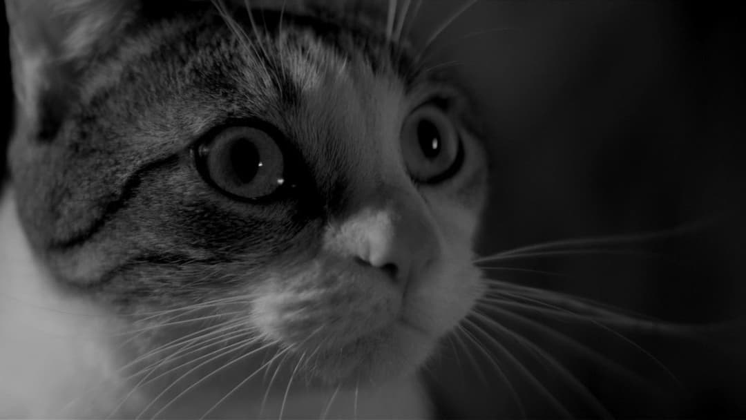 A Girl Walks Home Alone at Night backdrop 2