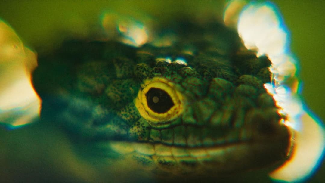 Кліпни двічі backdrop 12