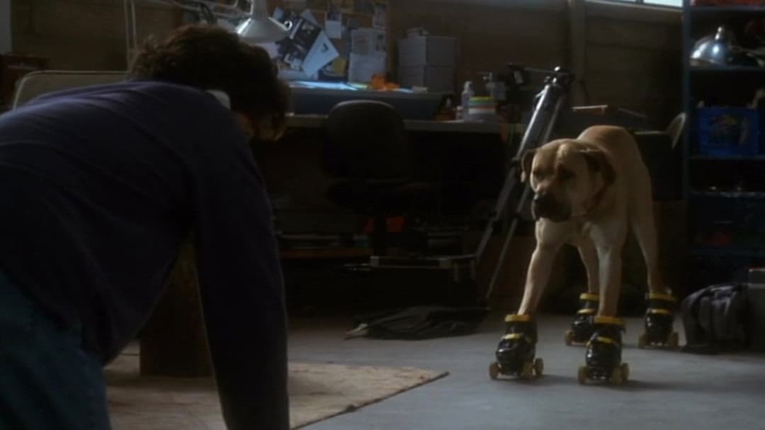 Правда про котів і собак backdrop 8