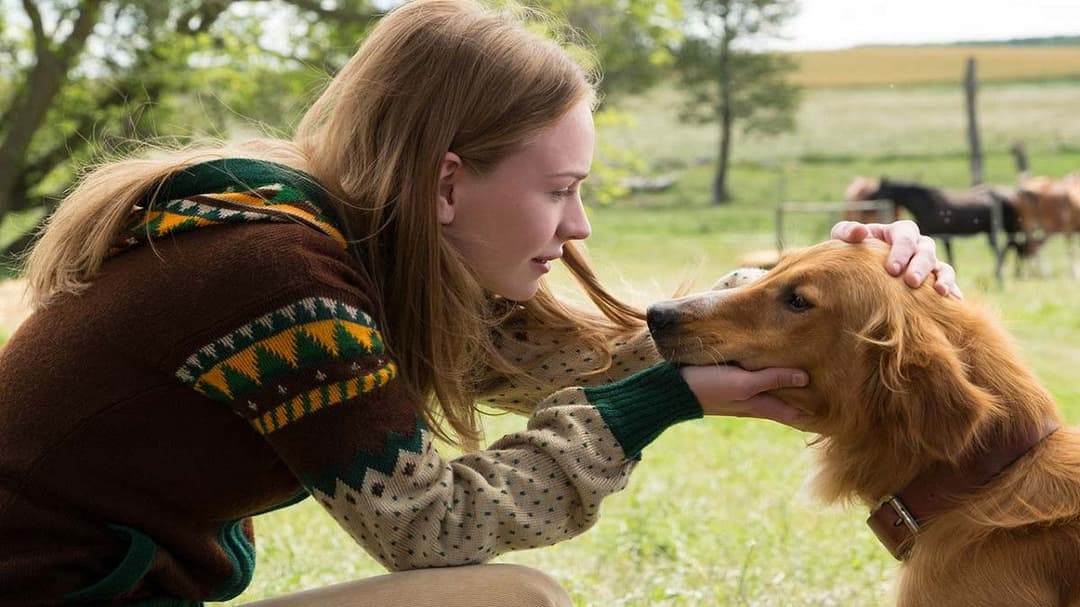 Bailey - Ein Freund fürs Leben backdrop 12