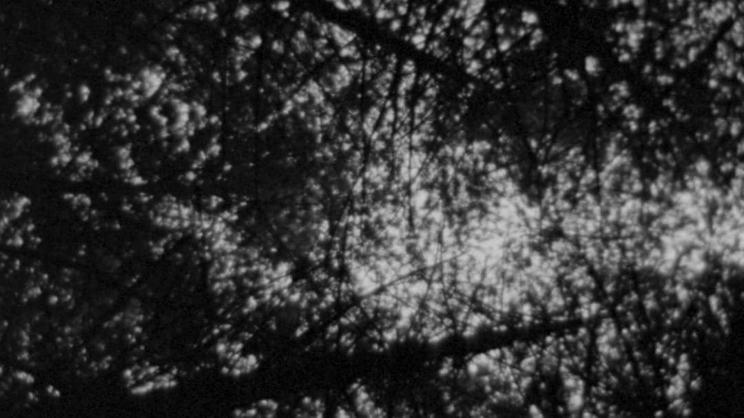 Відьма з Блер: Курсова з того світу backdrop 13