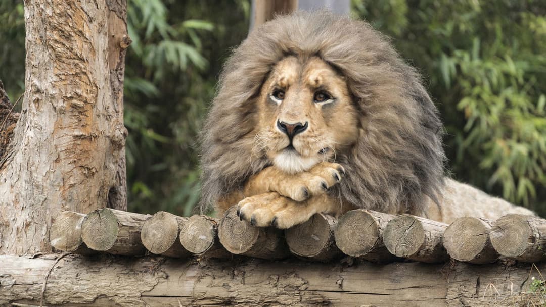 Secret Zoo backdrop 9