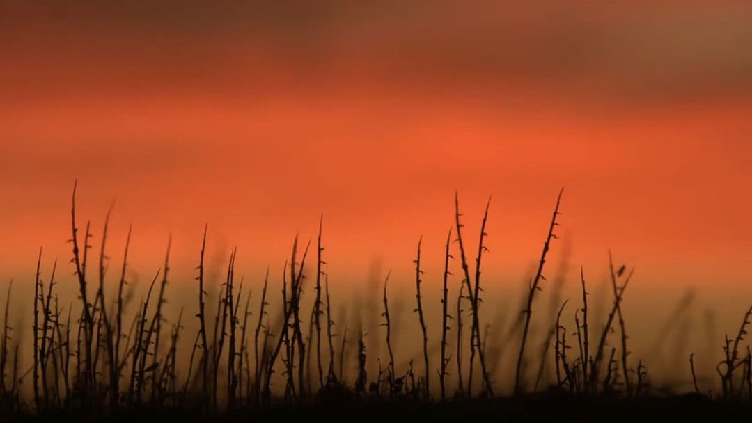 Wolf Creek backdrop 8