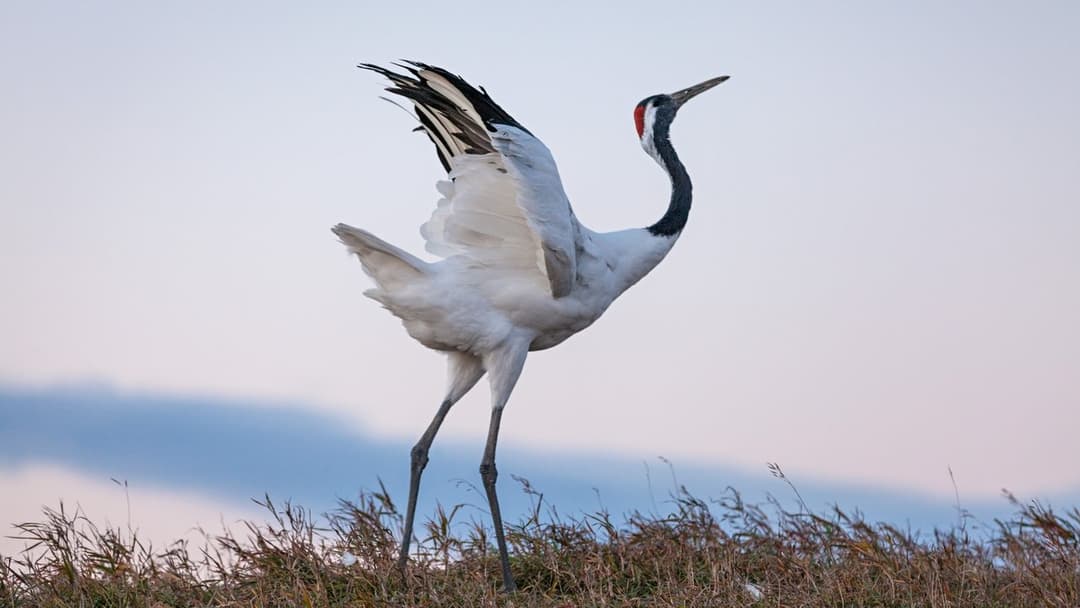 Born in China backdrop 15