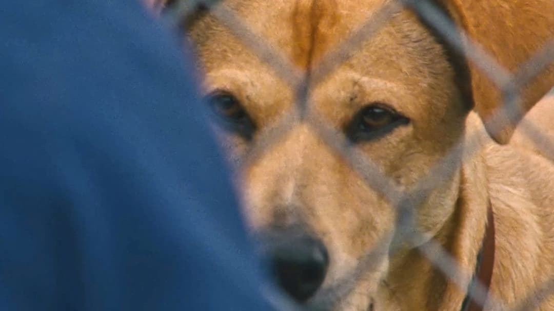 Wendy and Lucy backdrop 14