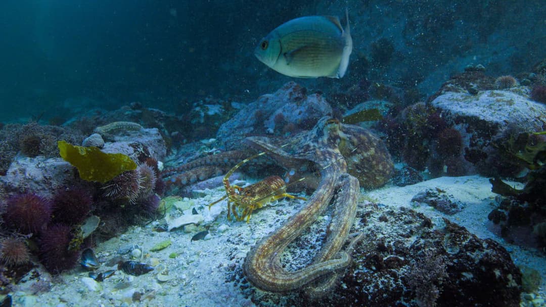 My Octopus Teacher backdrop 10