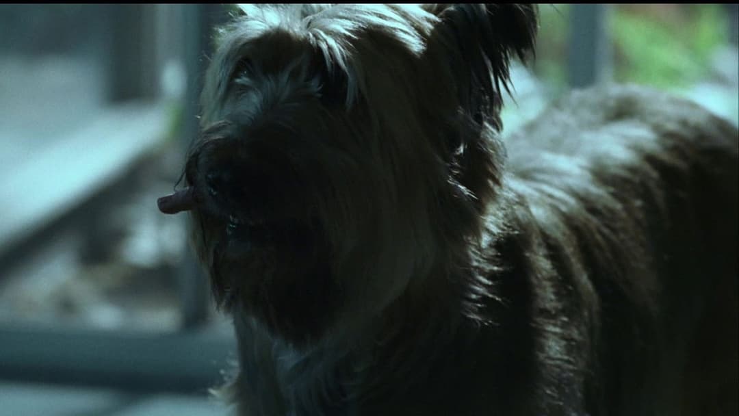 Kiss Kiss Bang Bang backdrop 18