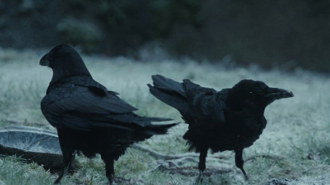 The Ugly Stepsister backdrop 17