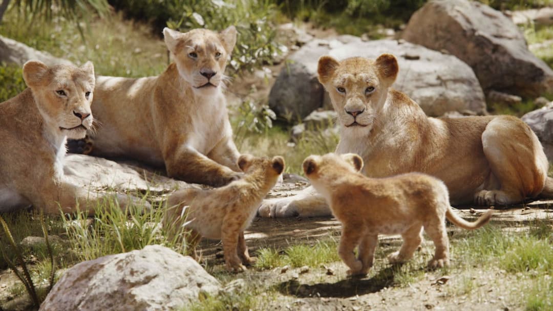 The Lion King backdrop 11