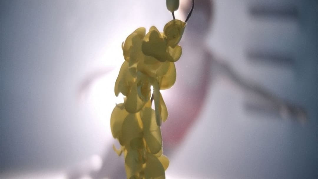 Upstream Color backdrop 5