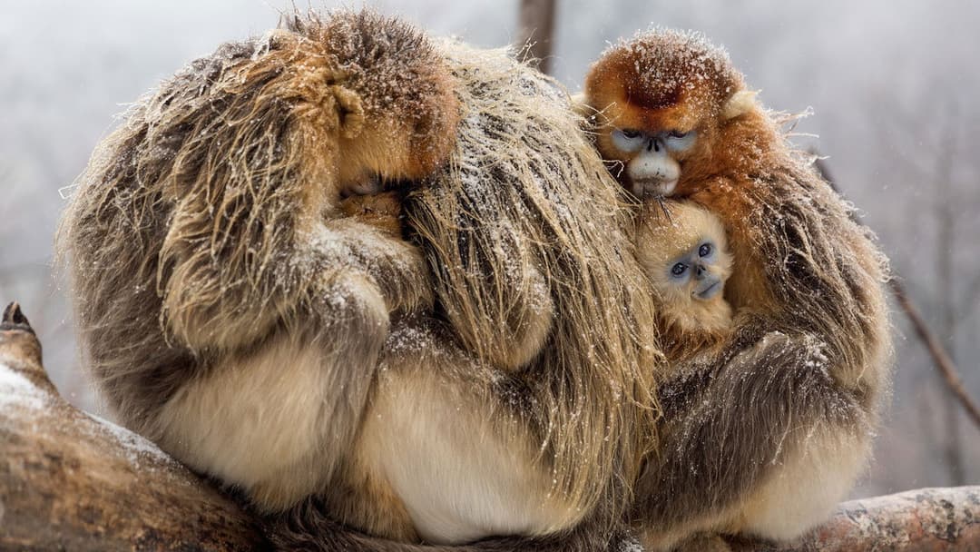 Born in China backdrop 13