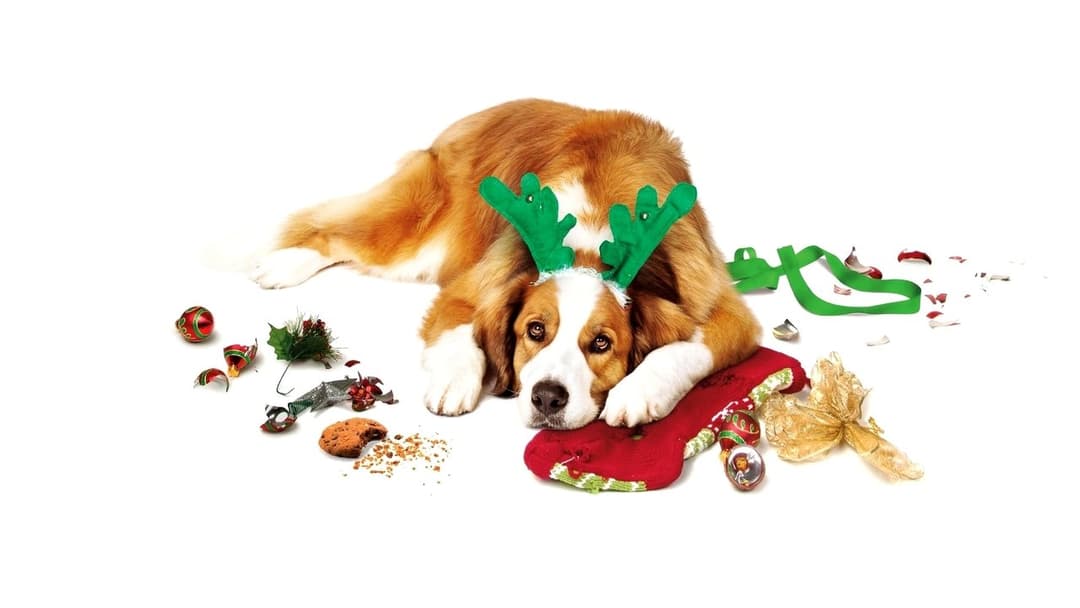 Любіть Куперів