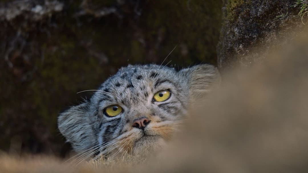 Der Schneeleopard backdrop 9