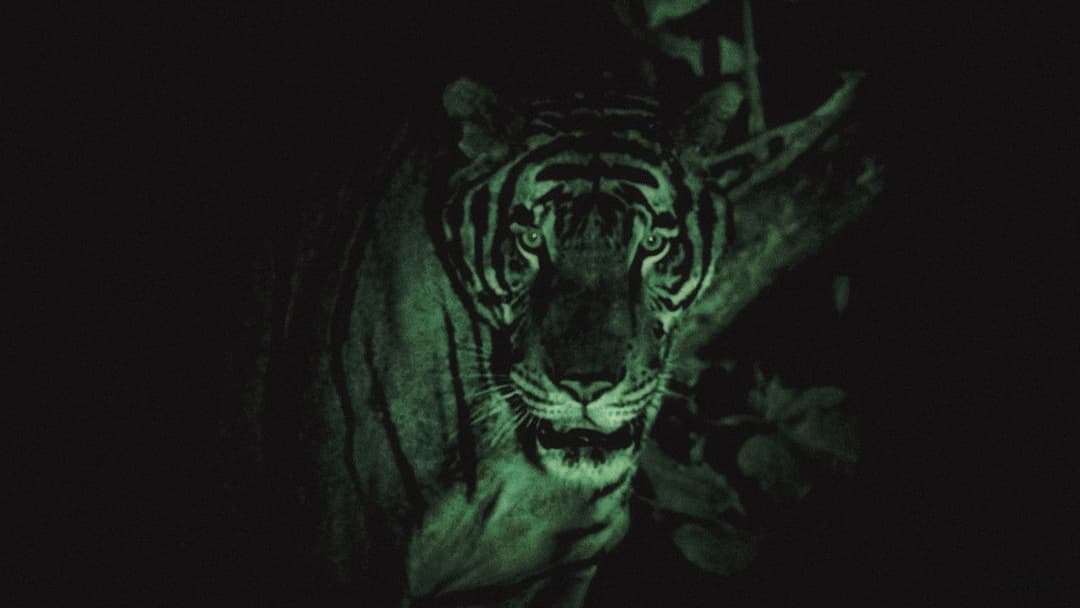 Tropical Malady backdrop 4