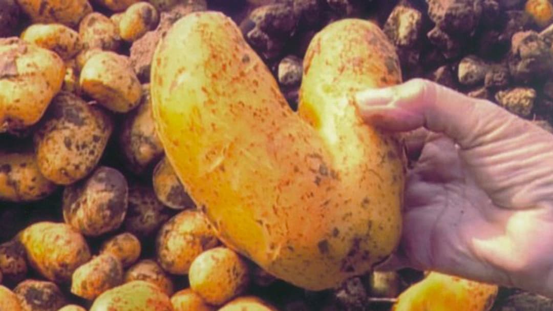 The Gleaners and I backdrop 3