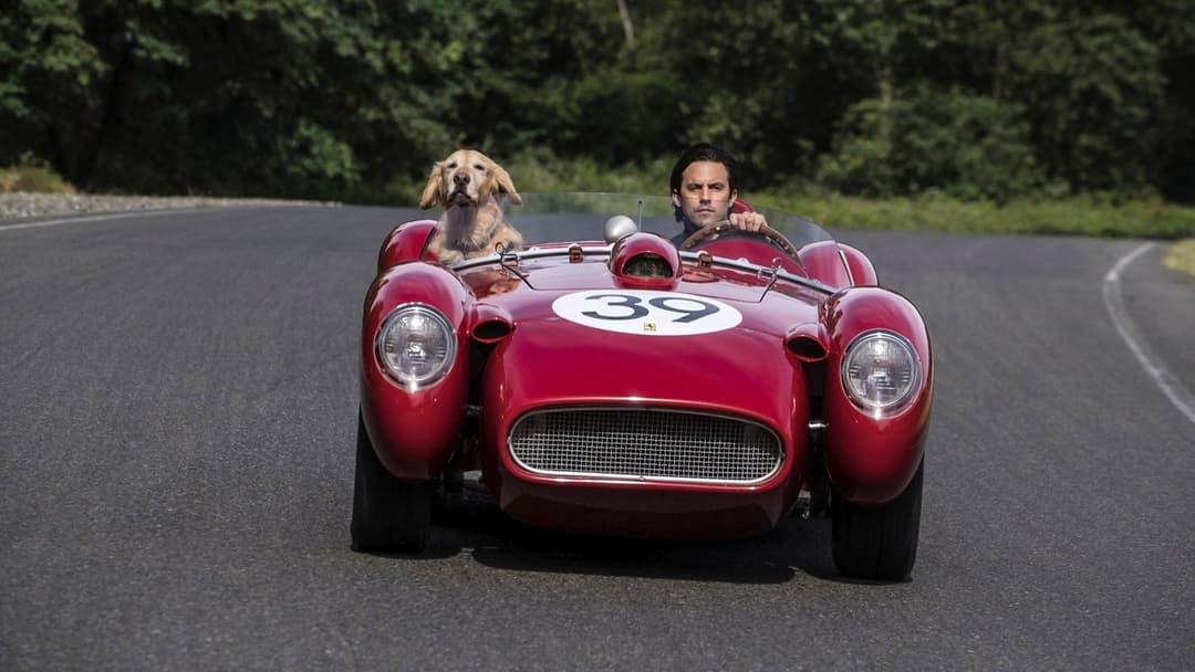 Enzo und die wundersame Welt der Menschen backdrop 3