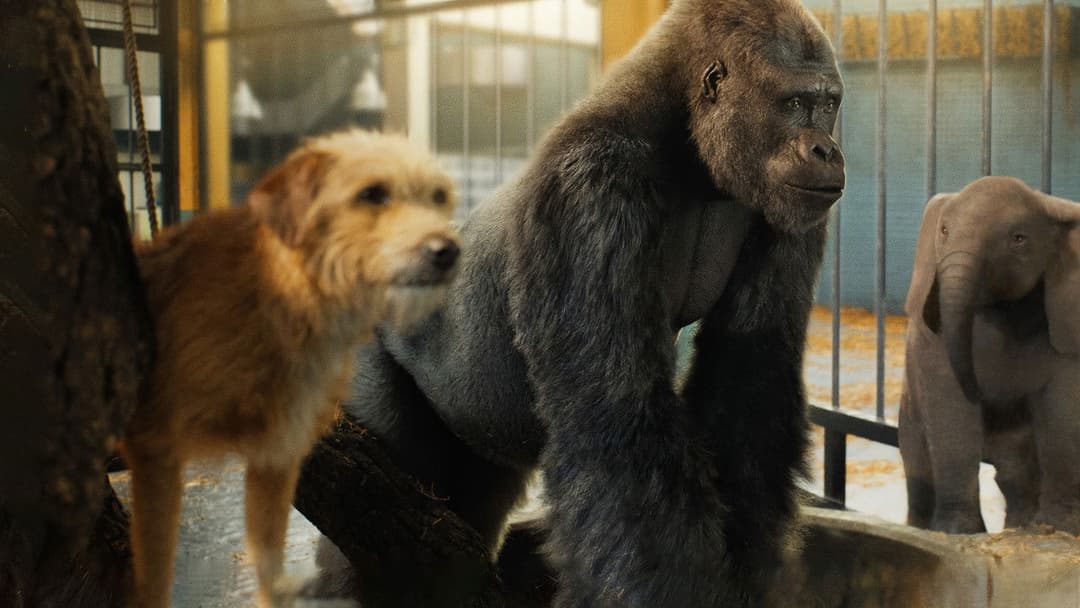 Айван, єдиний і неповторний backdrop 19