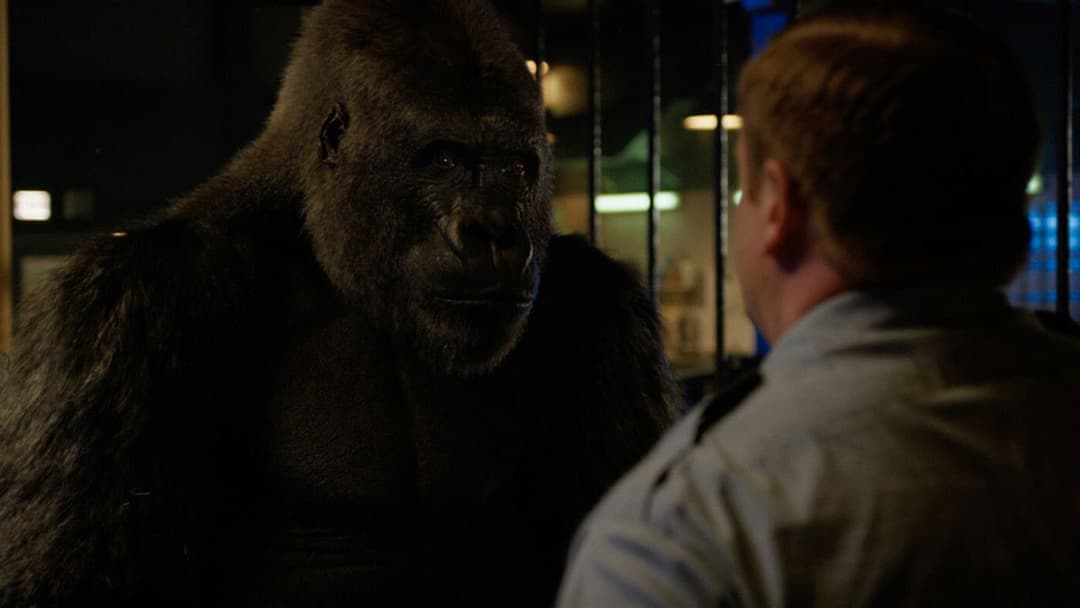 Айван, єдиний і неповторний backdrop 15