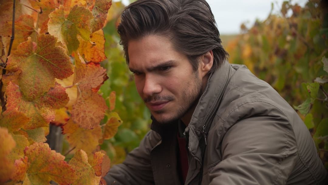 Der Wein und der Wind