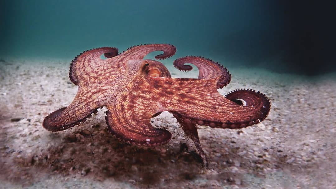 My Octopus Teacher backdrop 9