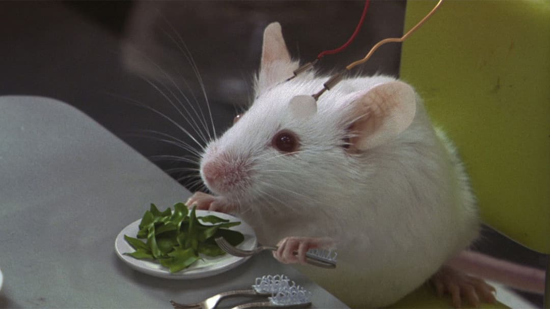 Звірина натура backdrop 4