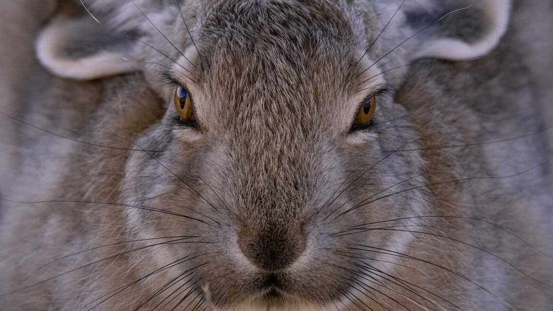 Der Schneeleopard backdrop 8