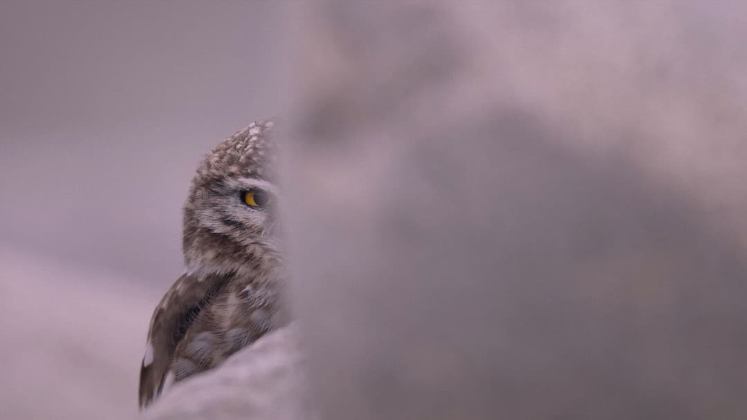 Der Schneeleopard backdrop 12