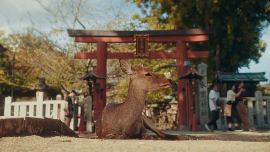 Streets of Japan backdrop 17
