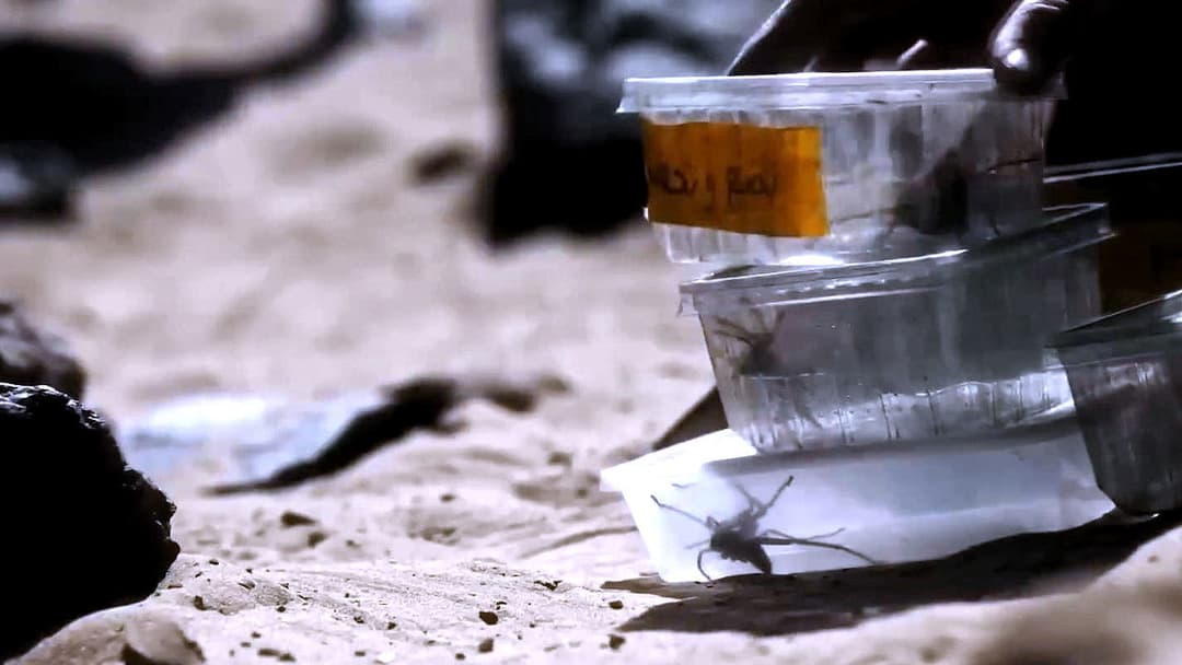 Павуче лігво backdrop 12