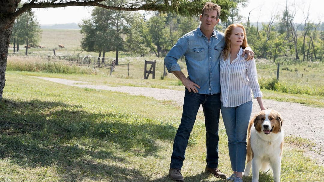 Bailey - Ein Hund kehrt zurück backdrop 8