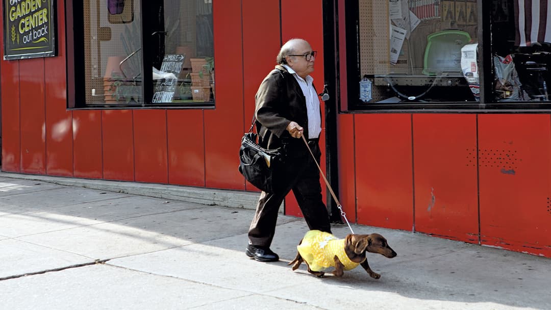 Wiener Dog backdrop 18