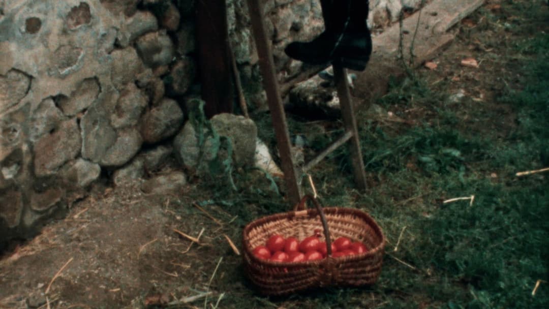 Dressed to's Song of Songs backdrop 10