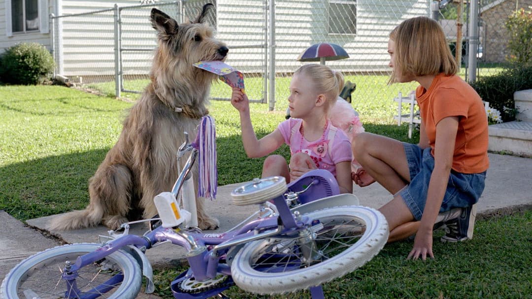 Winn-Dixie - Mein zotteliger Freund backdrop 7