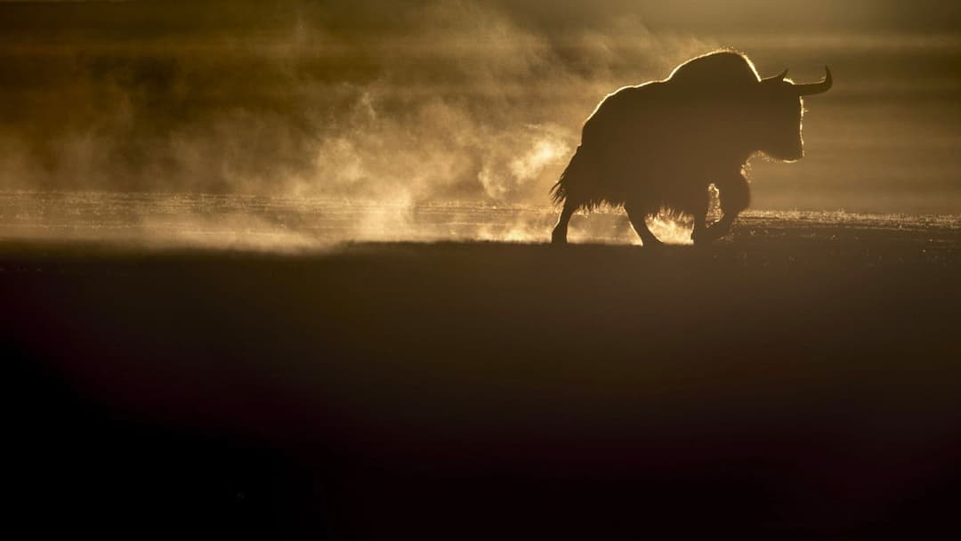 Der Schneeleopard backdrop 14