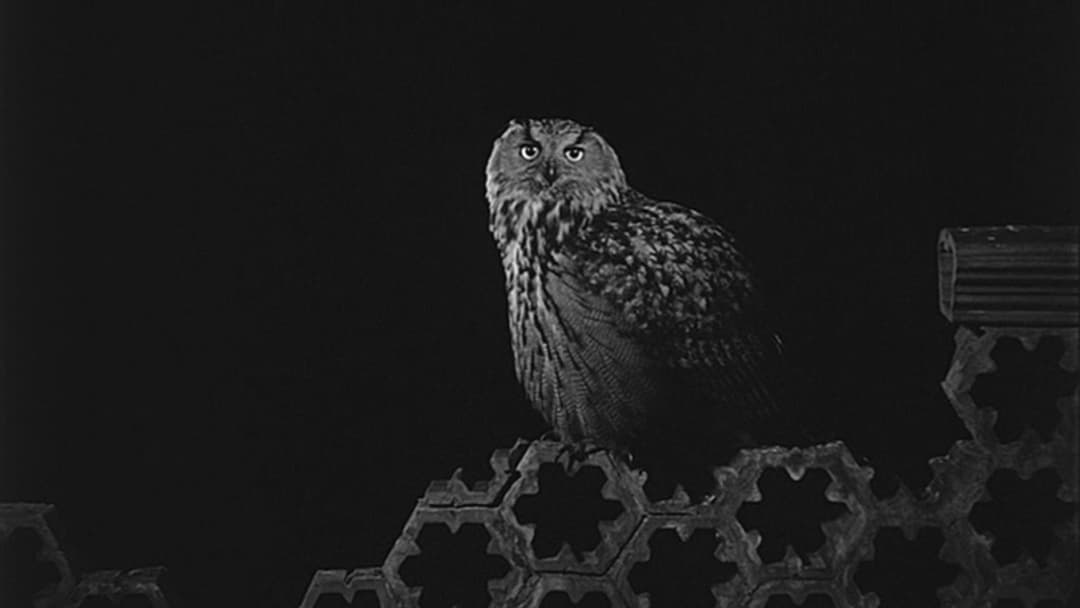 Satantango backdrop 3