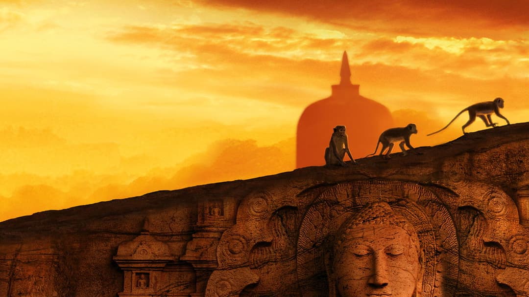 Im Reich der Affen backdrop 1