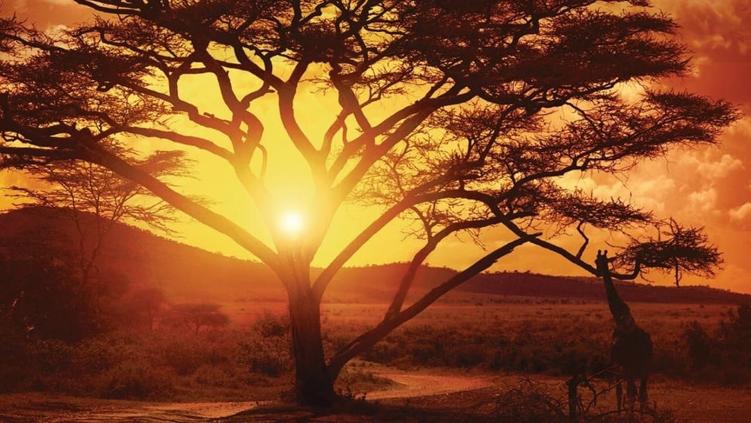 Nowhere in Africa backdrop 2