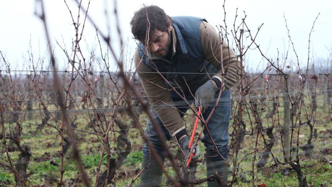 Der Wein und der Wind backdrop 19