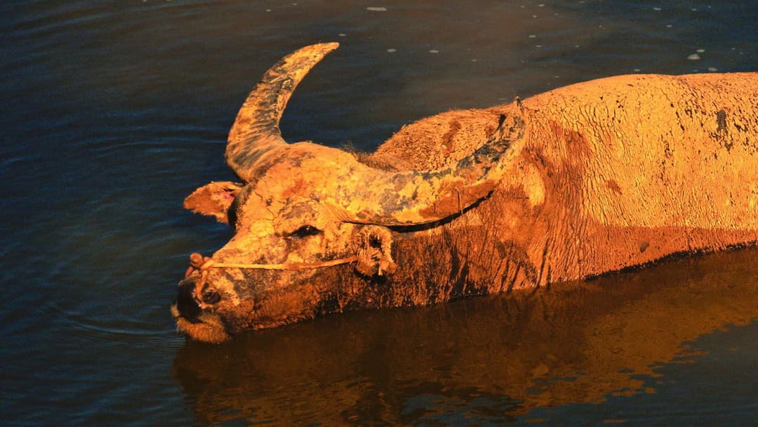 The Rib of the Greater Bay Area