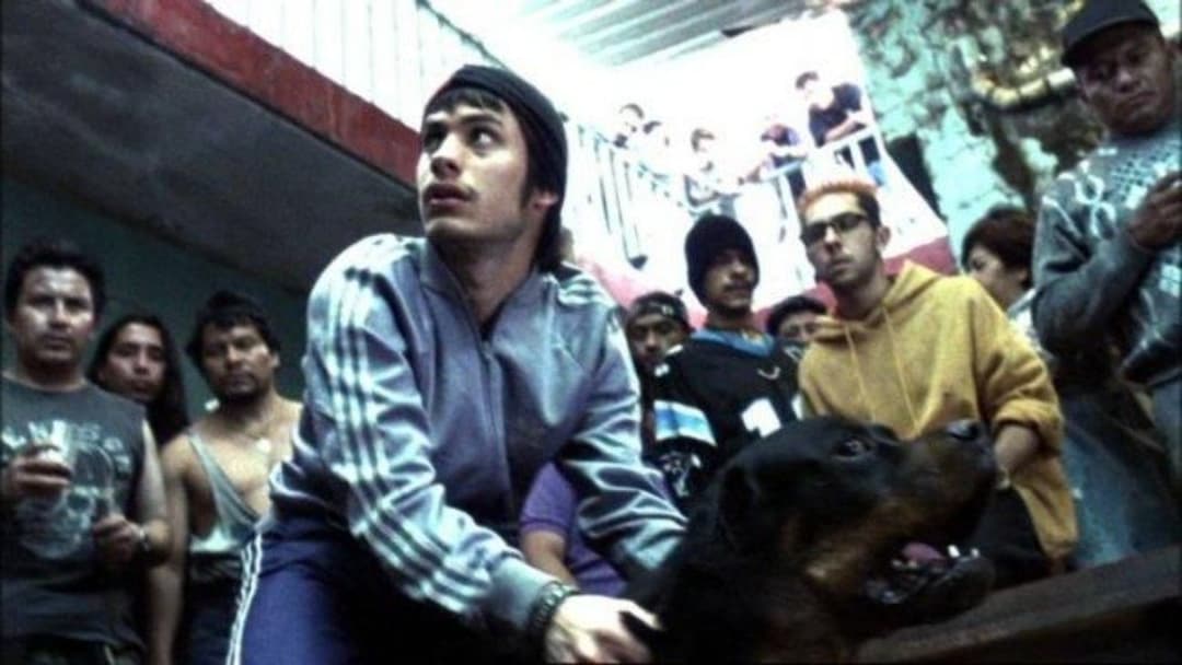 Amores perros backdrop 19