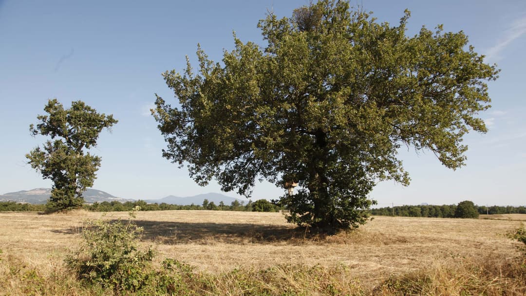 Le meraviglie backdrop 7