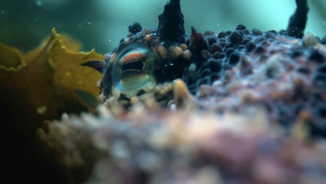 My Octopus Teacher backdrop 6