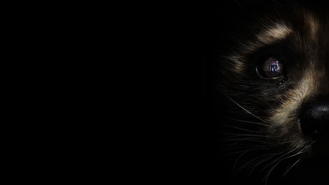 Guardians of the Galaxy Vol. 3 backdrop 11