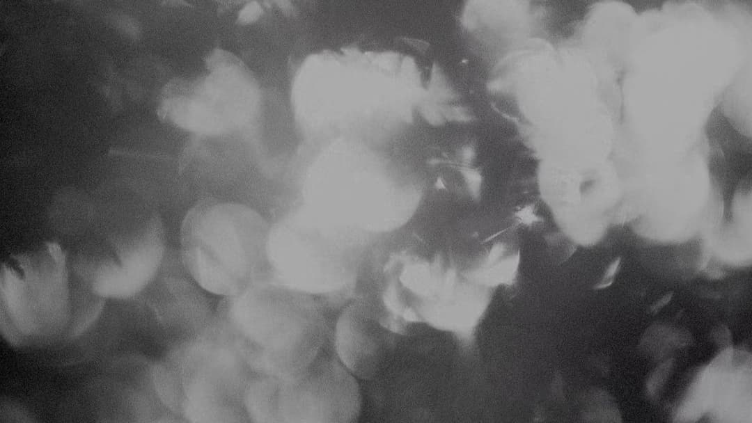 Perfect Days backdrop 11